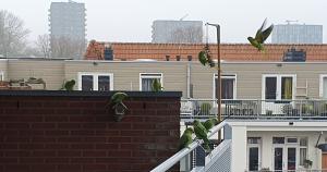 Annelies 12 Lunch op balkon van Eelco